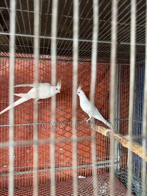 Albino Cockatiel Pair