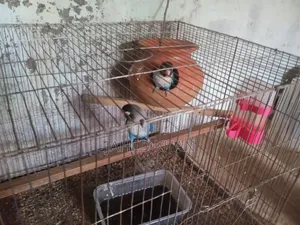 একজোড়া লাভ বার্ড বিক্রি করা হবে