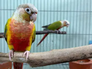 Pineapple Conure Pair