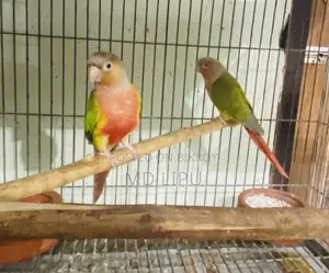 Pineapple Conure Pair