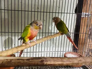 Pineapple Conure Pair