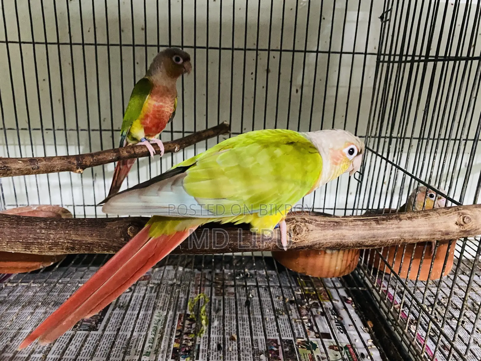 Pineapple Conure Pair