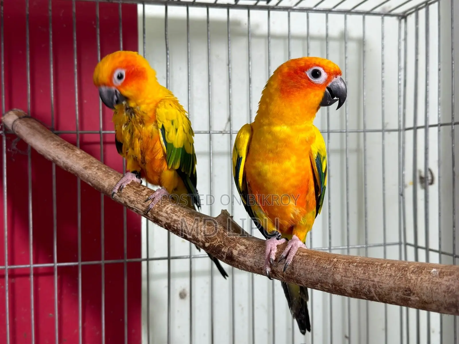 Sunconure Pair
