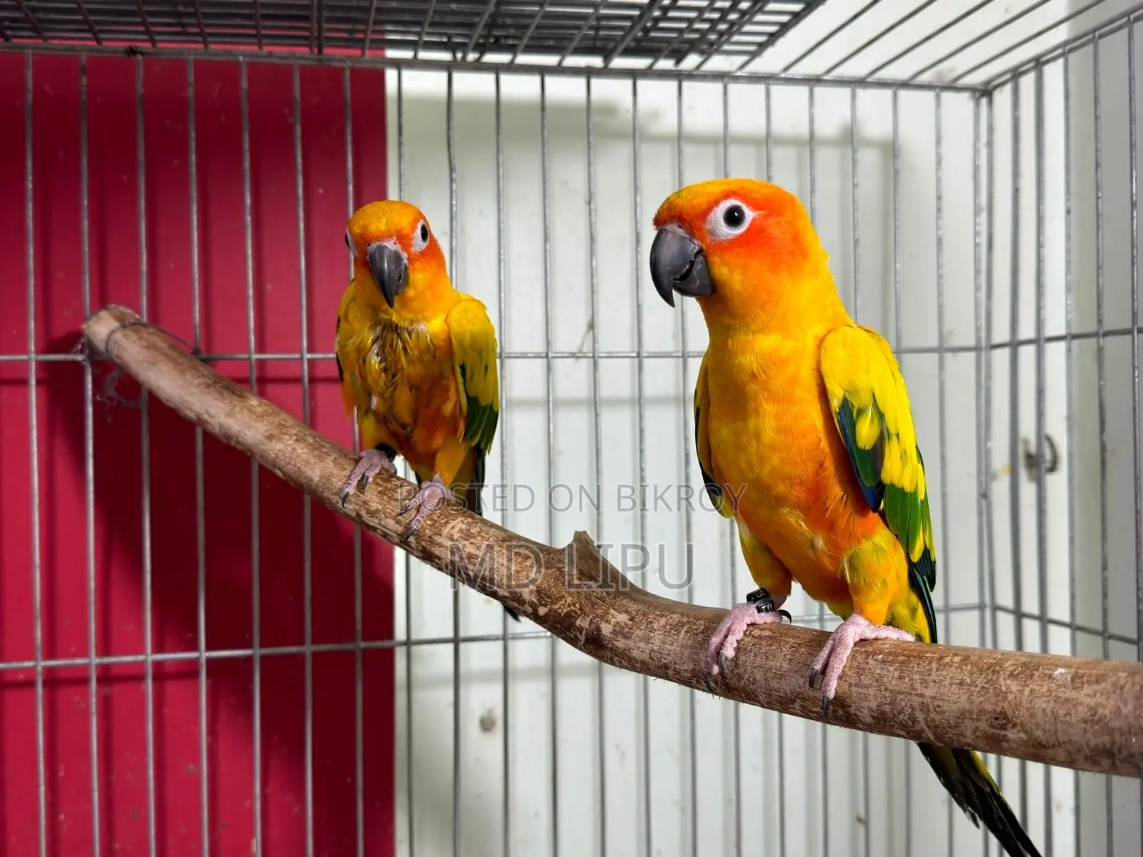 Sunconure Pair
