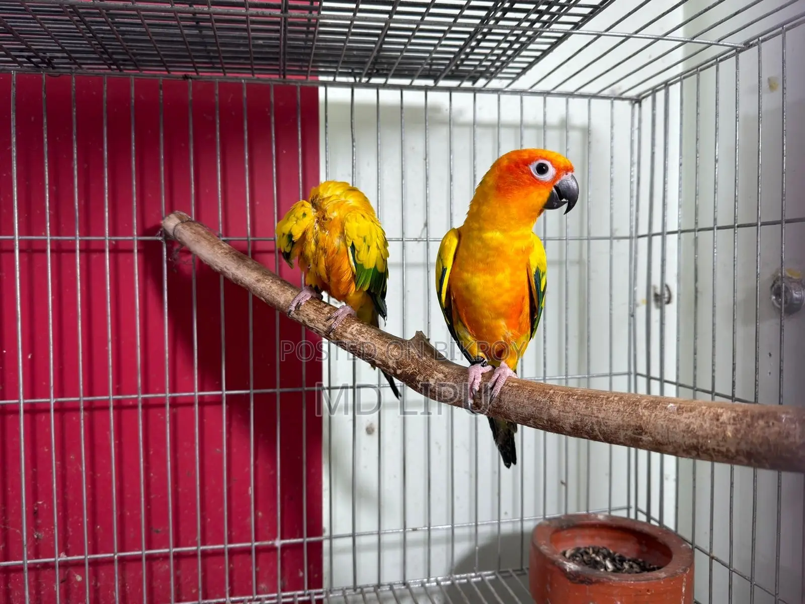 Sunconure Pair