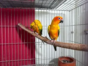 Sunconure Pair