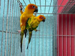 Sunconure Pair