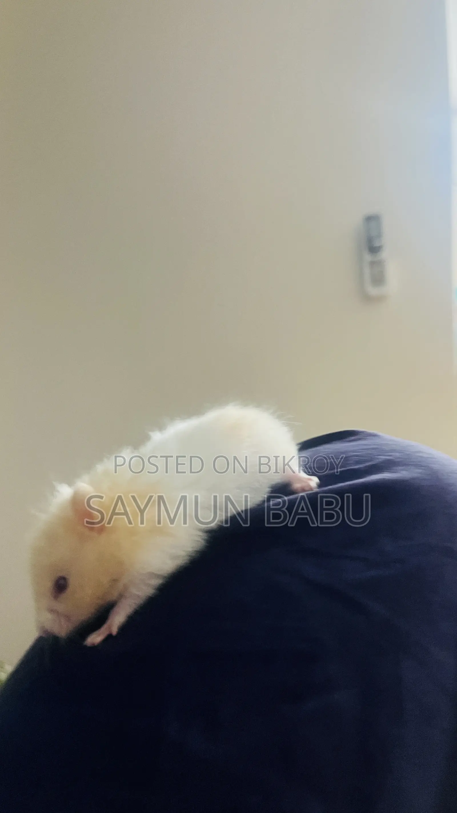 সিরিয়ান Hamster Hamster Scream and Golden Shades Long Hair Cute