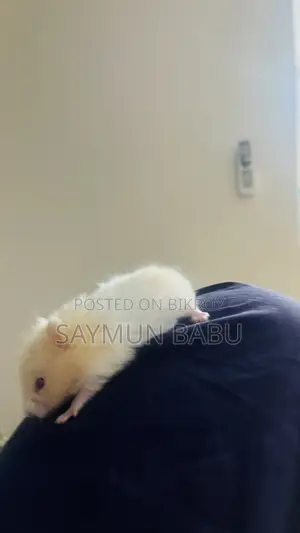 সিরিয়ান Hamster Hamster Scream and Golden Shades Long Hair Cute