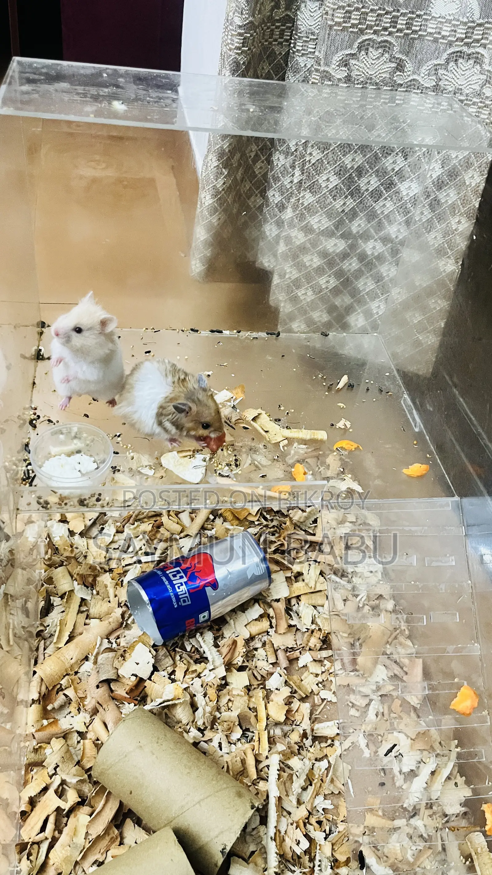 সিরিয়ান Hamster Hamster Scream and Golden Shades Long Hair Cute