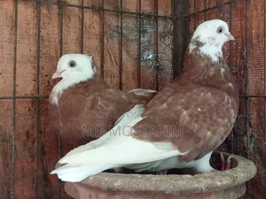 কবুতর বিক্রি হবে