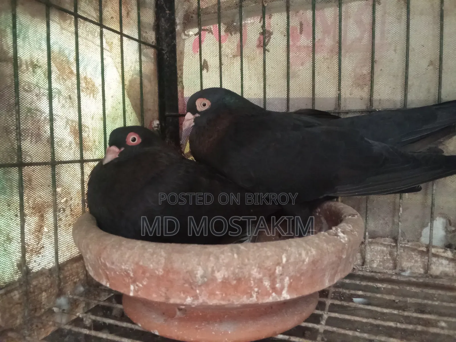 কবুতর বিক্রি হবে