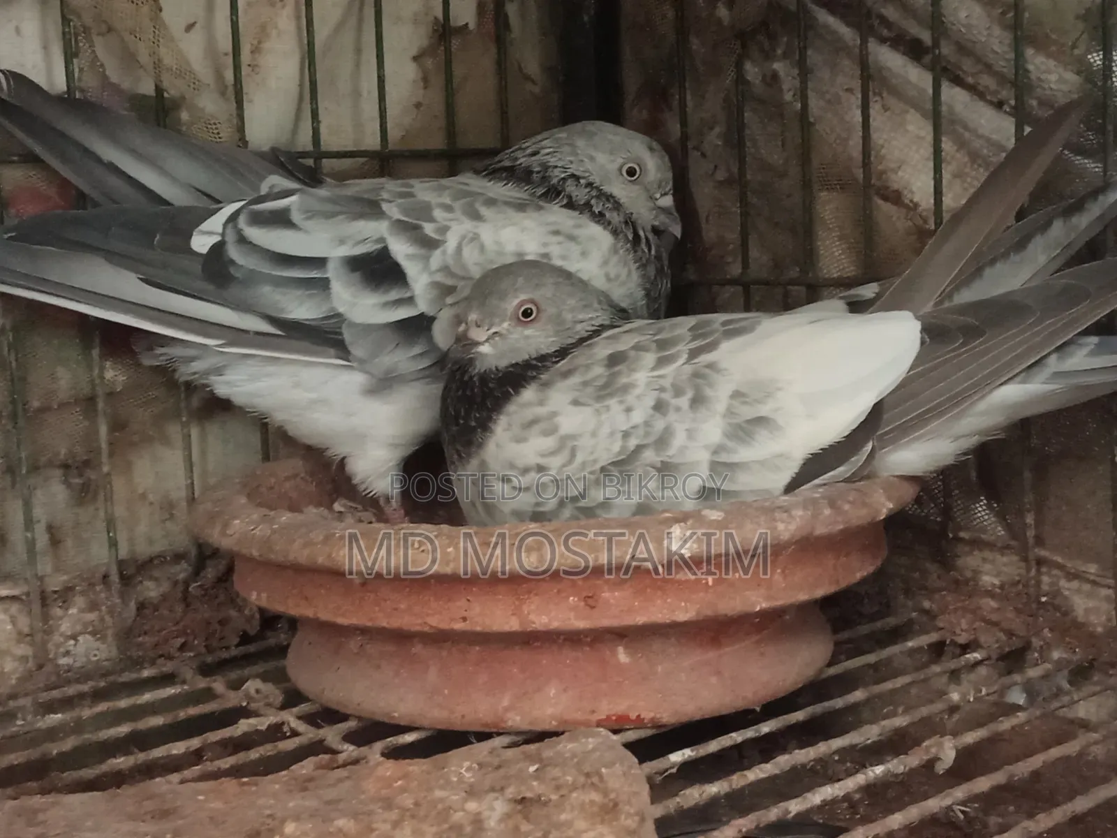 কবুতর বিক্রি হবে