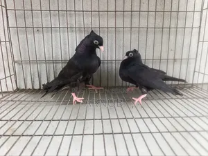 ময়না ঝাক বেবি পেয়ার