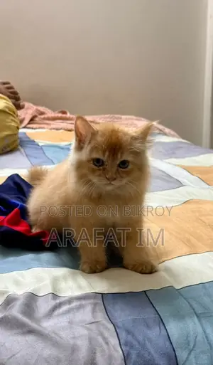 1-3 months Female Purebred Persian