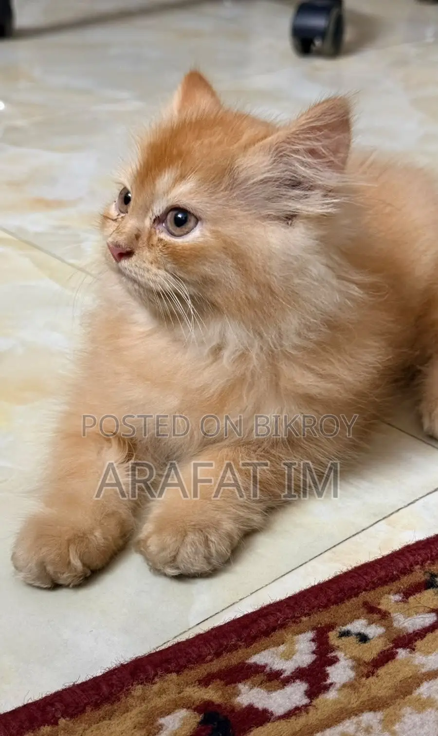 1-3 months Female Purebred Persian