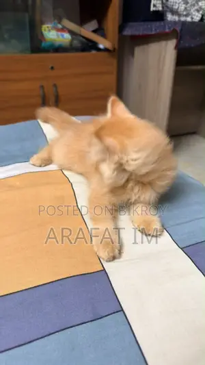 1-3 months Female Purebred Persian