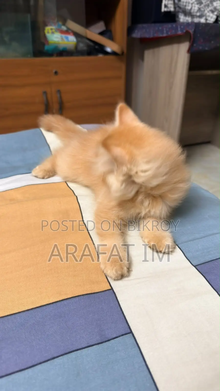 1-3 months Female Purebred Persian