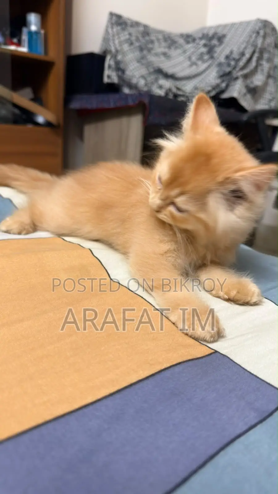 1-3 months Female Purebred Persian