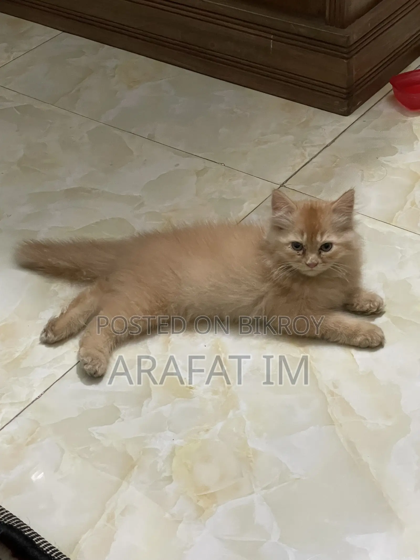 1-3 months Female Purebred Persian
