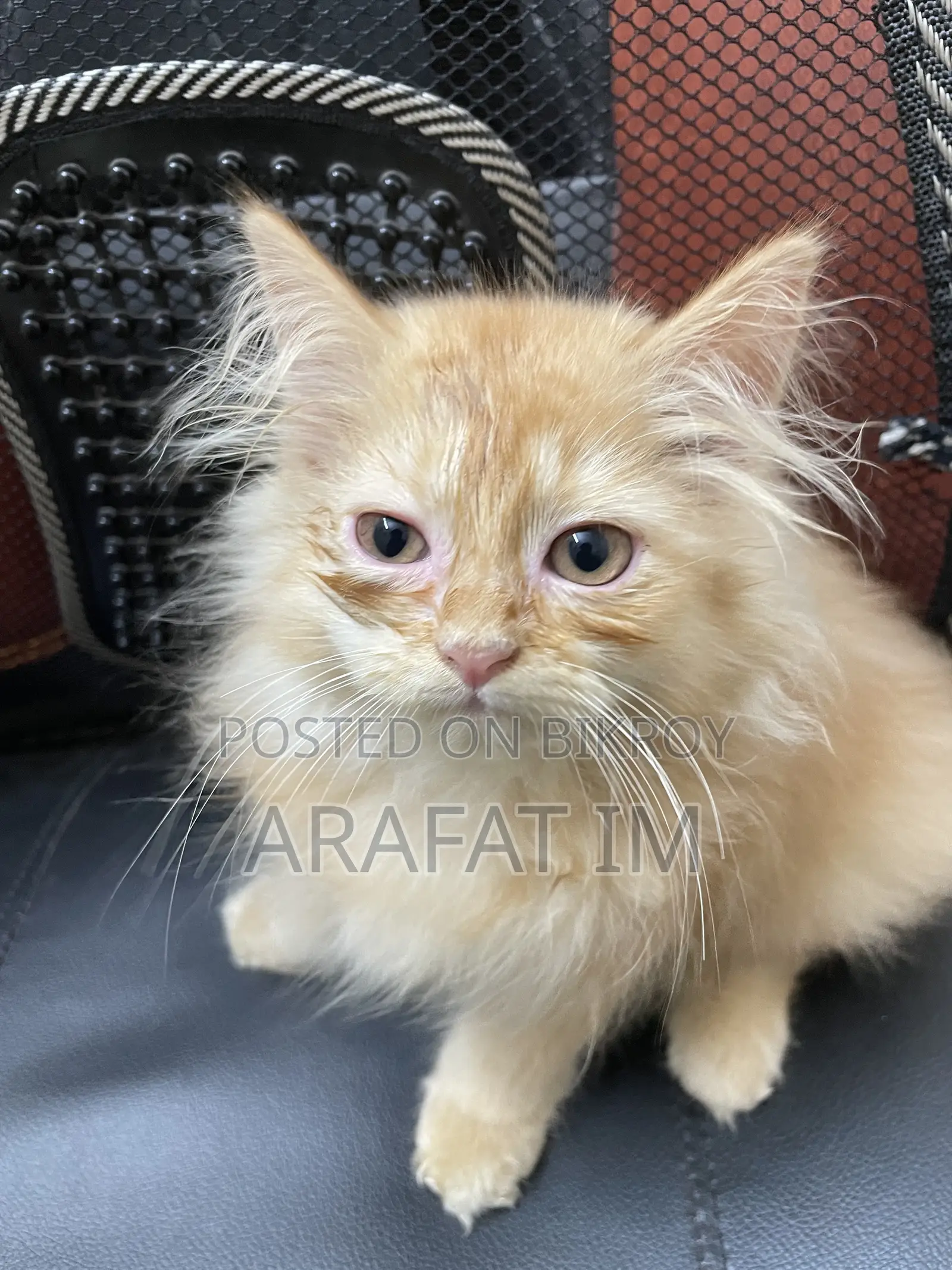 1-3 months Female Purebred Persian