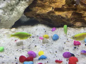 Aquarium Fish Sell
