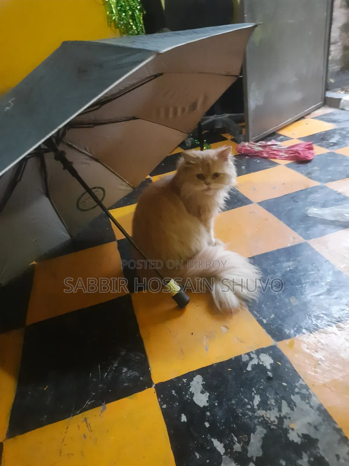 1+ year Male Purebred Persian