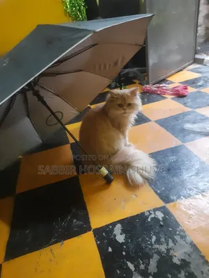 1+ year Male Purebred Persian