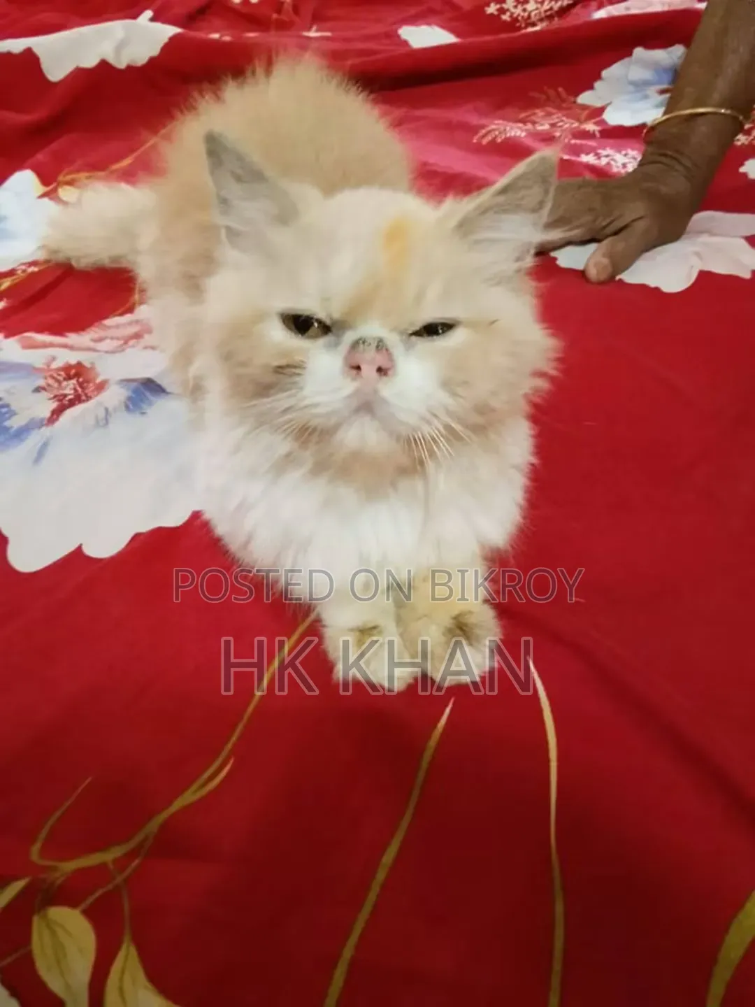 3-6 months Female Purebred Persian