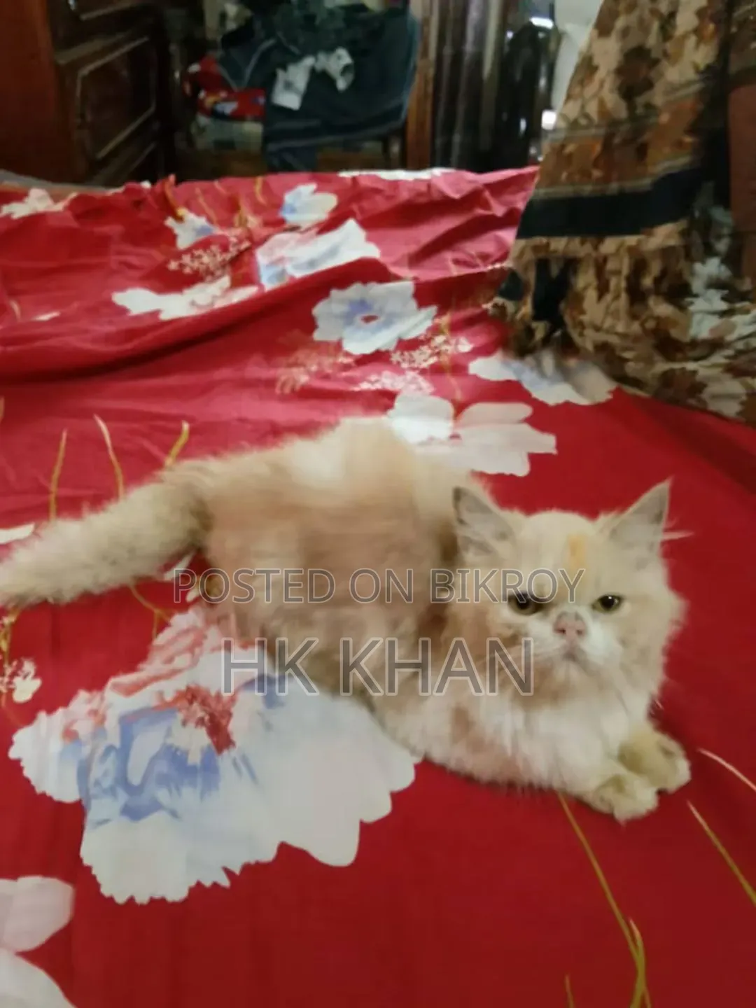 3-6 months Female Purebred Persian