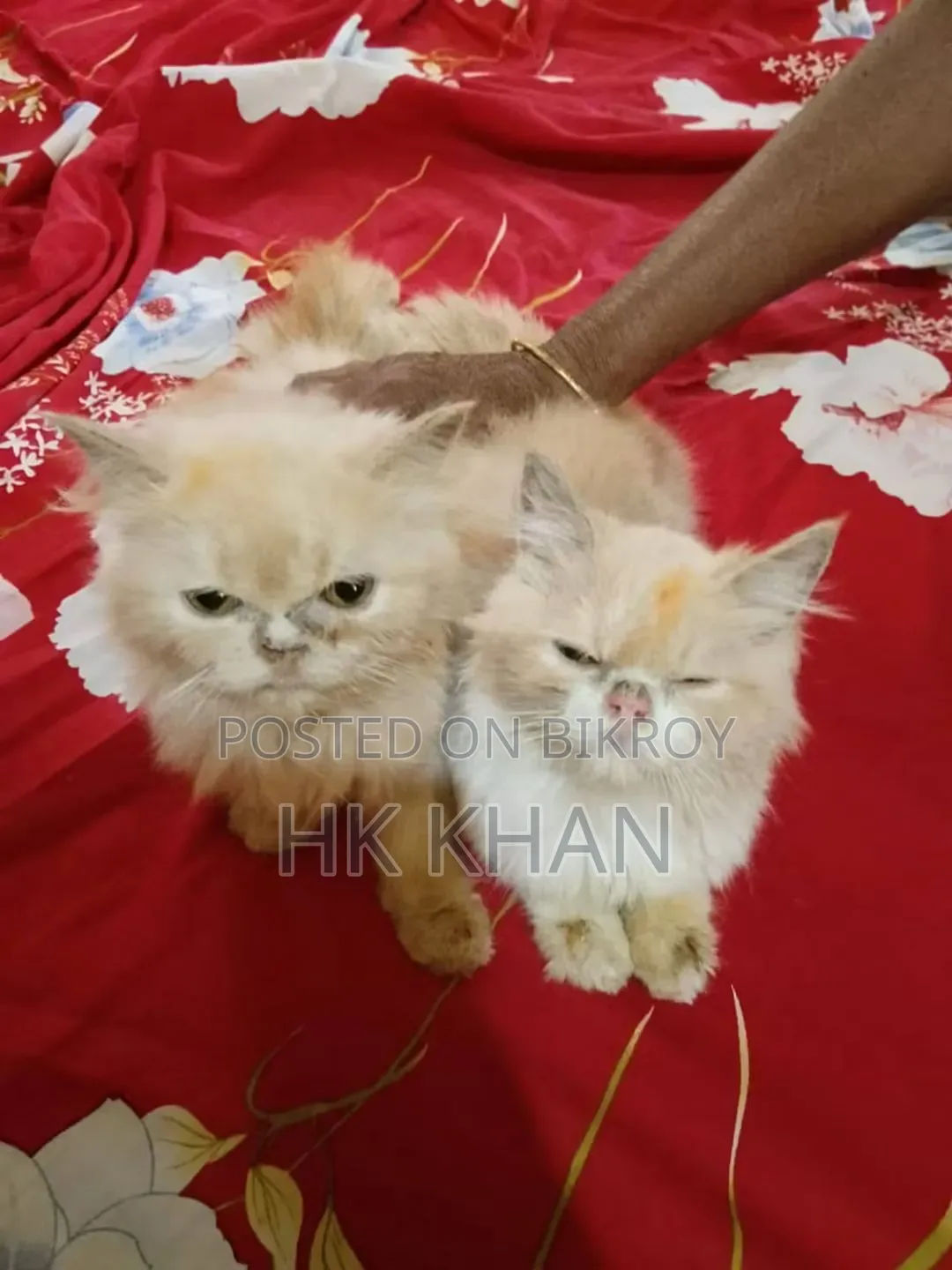 3-6 months Female Purebred Persian