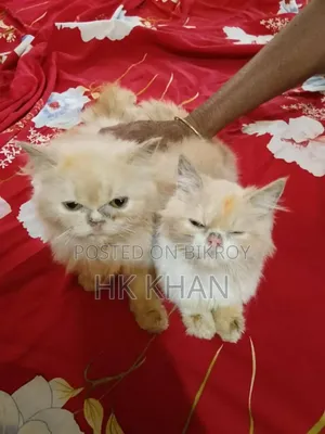 3-6 months Female Purebred Persian