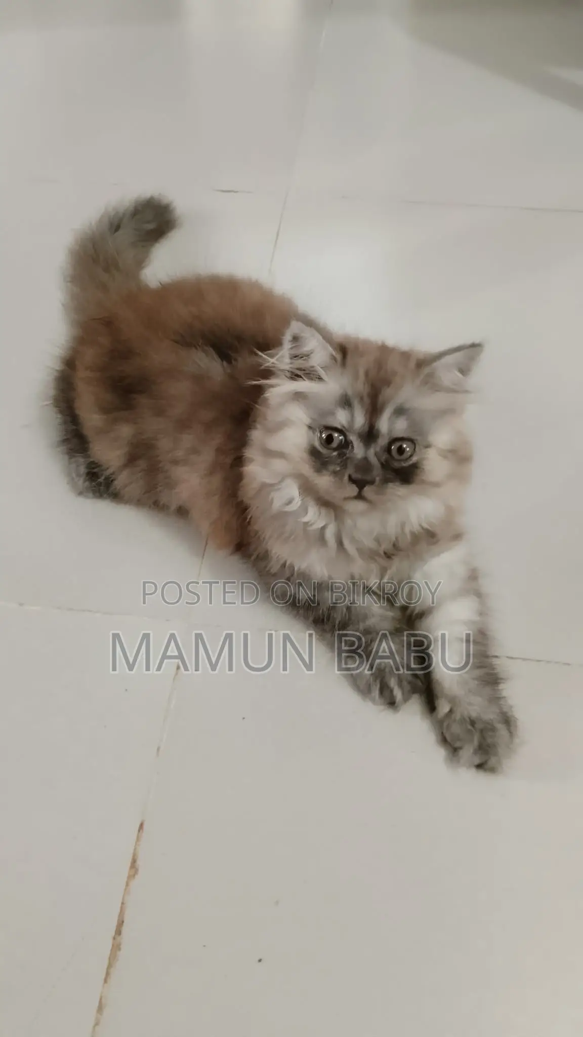 1-3 months Female Purebred Persian