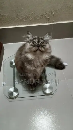 1-3 months Female Purebred Persian