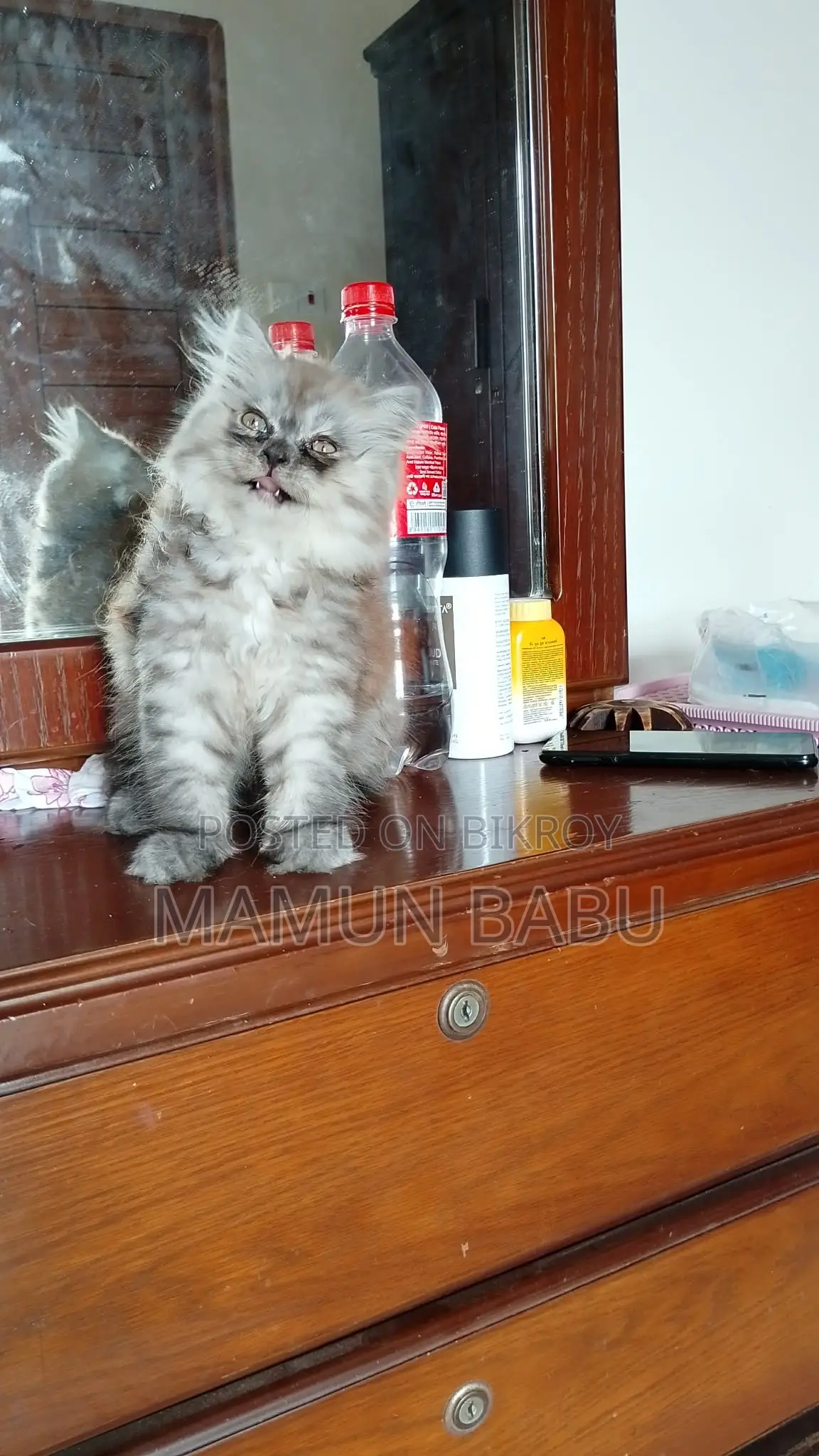 1-3 months Female Purebred Persian
