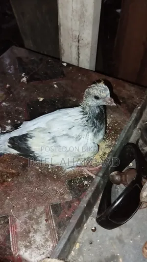 কবুতরের বাচ্চা