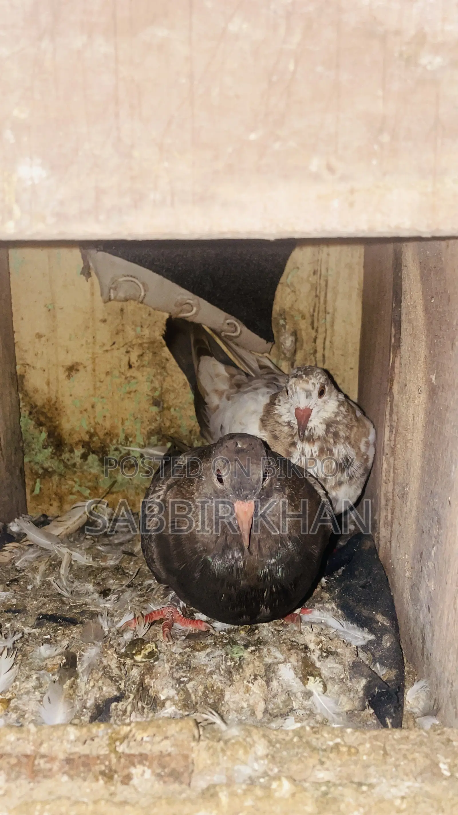 দেশি কবুতর বাচ্চা