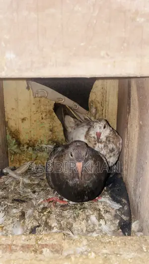 দেশি কবুতর বাচ্চা