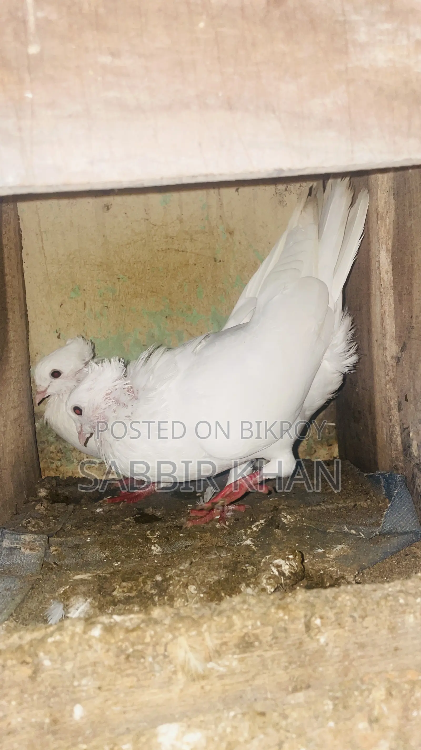 কাগজি নিউ Adult
