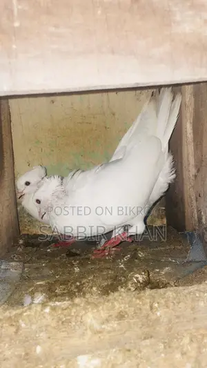 কাগজি নিউ Adult