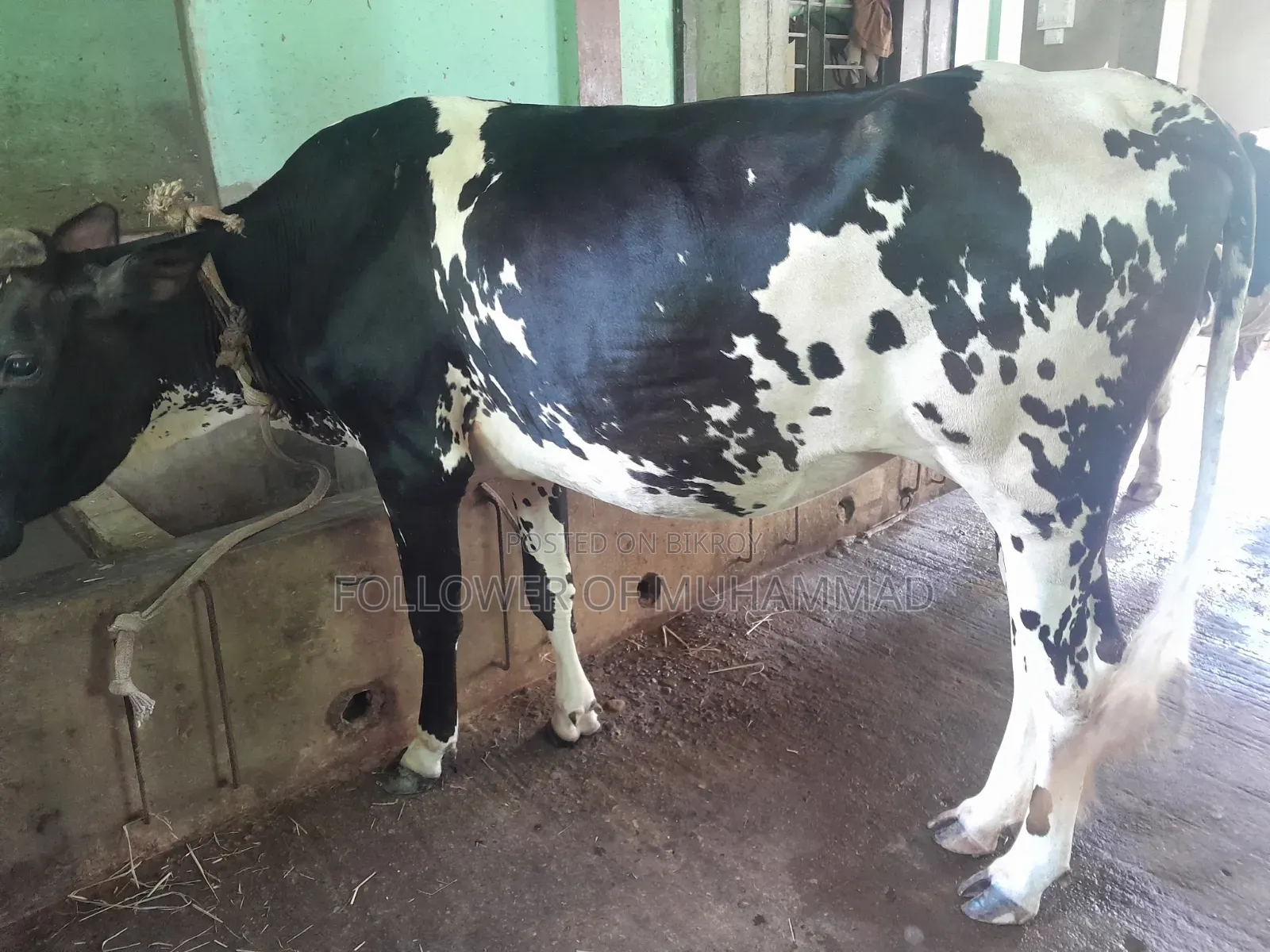 ফ্রিজিয়ান বাইঞ্জি গাই
