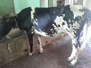 ফ্রিজিয়ান বাইঞ্জি গাই