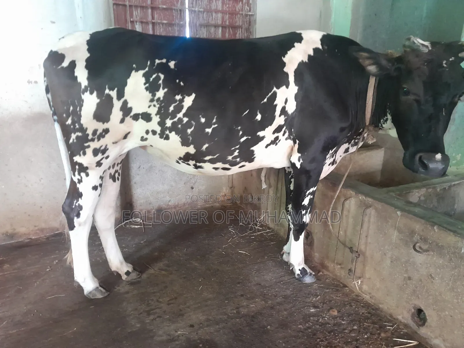 ফ্রিজিয়ান বাইঞ্জি গাই