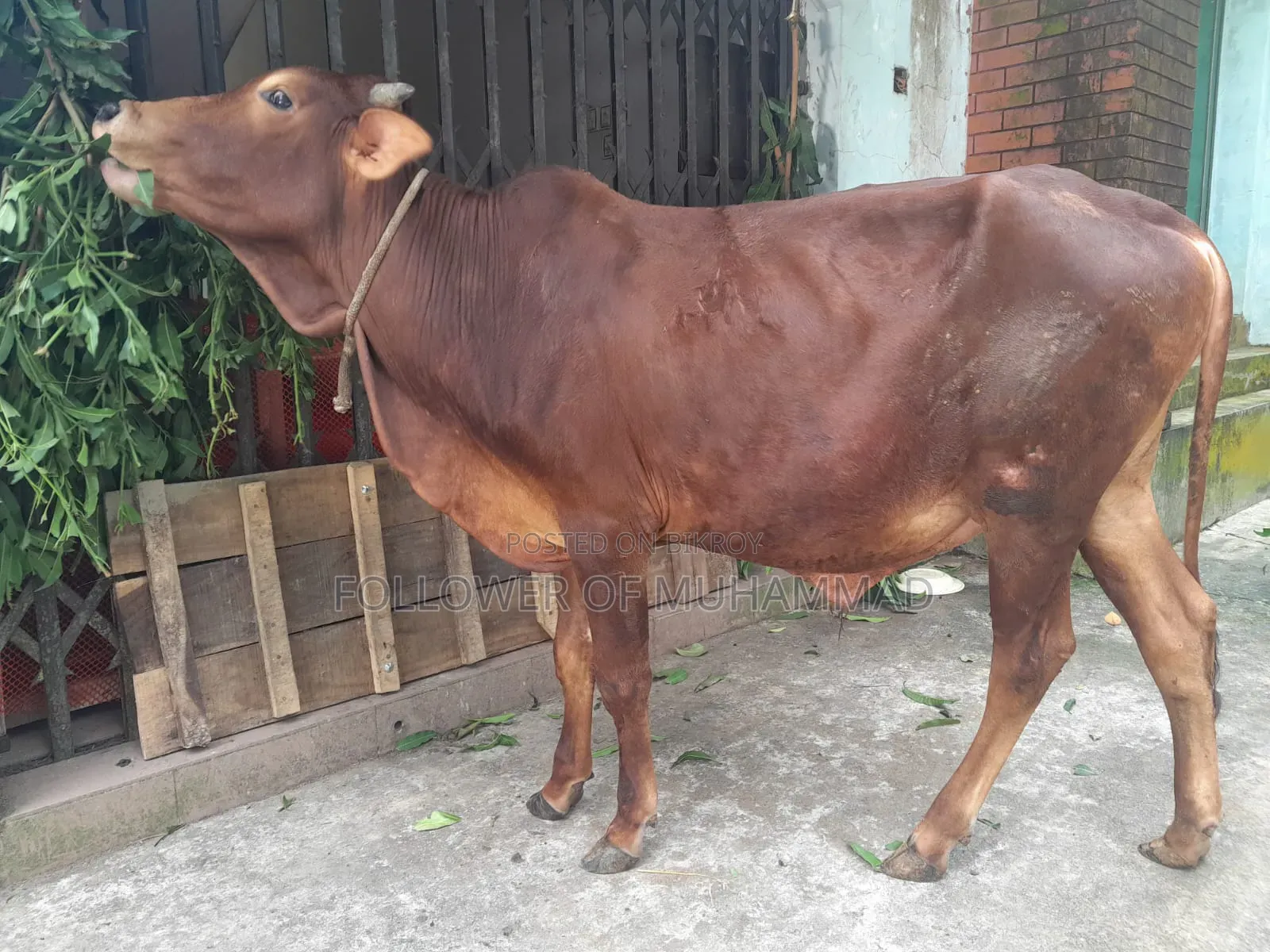 খামার উপযোগী নেপালী ষাড়