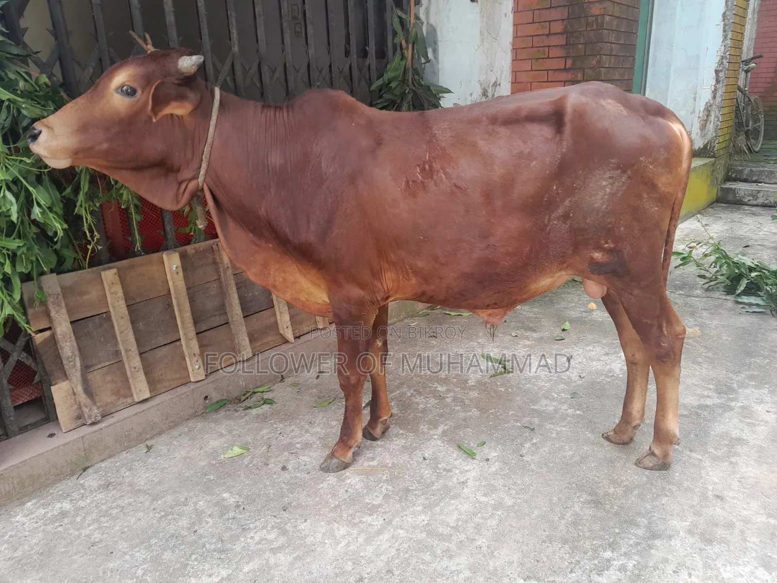 খামার উপযোগী নেপালী ষাড়