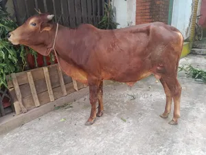 খামার উপযোগী নেপালী ষাড়