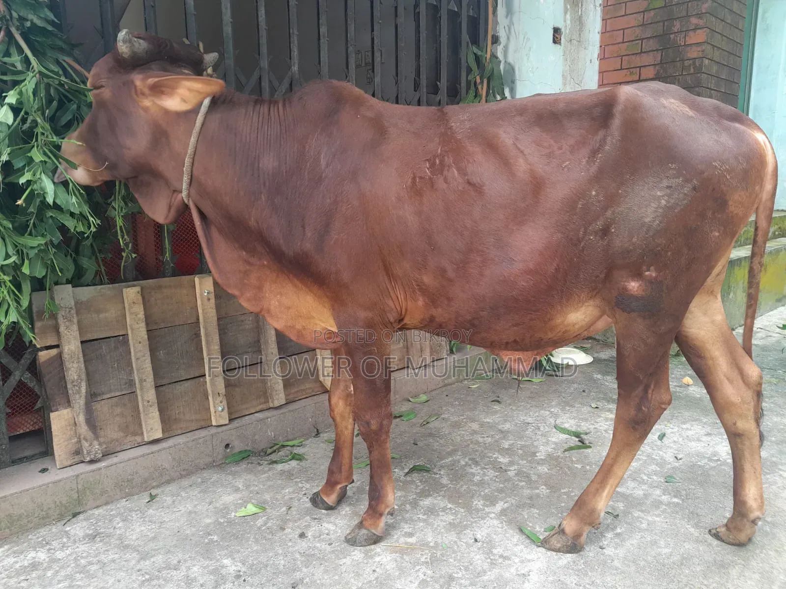 খামার উপযোগী নেপালী ষাড়