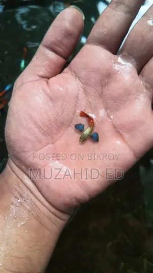 Rti Guppy Fish
