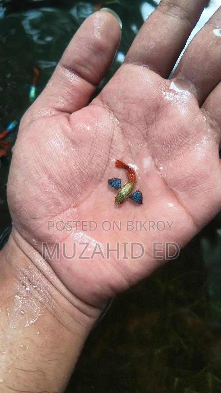 Rti Guppy Fish