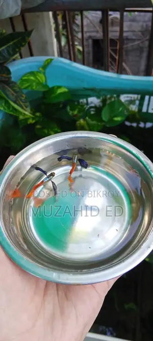 Rti Guppy Fish